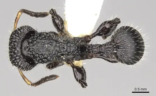 Dilobocondyla borneensis - CASENT0914065