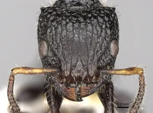 Dilobocondyla borneensis - CASENT0914065