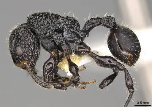 Dilobocondyla borneensis - CASENT0914065