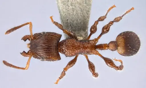 Dilobocondyla carinata specimen