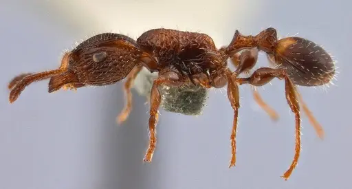 Dilobocondyla carinata specimen