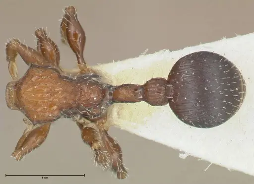 Dilobocondyla cataulacoidea specimen