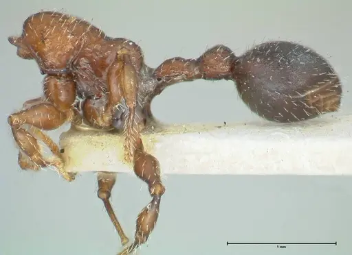 Dilobocondyla cataulacoidea specimen