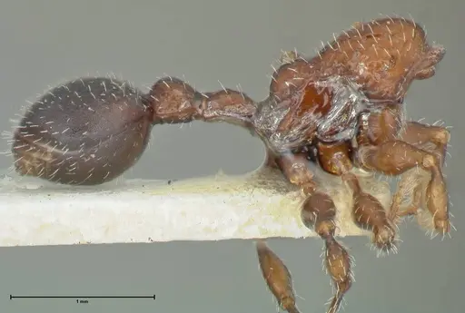 Dilobocondyla cataulacoidea specimen