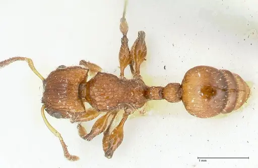 Dilobocondyla cataulacoidea - FOCOL1970