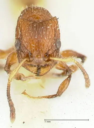 Dilobocondyla cataulacoidea - FOCOL1970