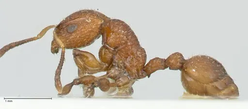 Dilobocondyla cataulacoidea - FOCOL1970