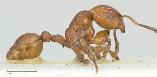 Dilobocondyla cataulacoidea - FOCOL1970