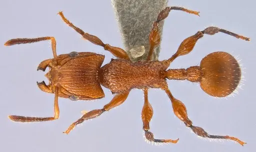 Dilobocondyla chapmani specimen