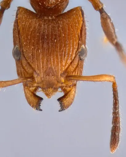 Dilobocondyla chapmani specimen