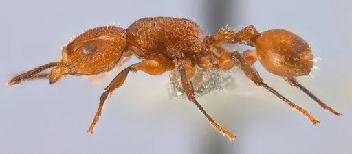 Dilobocondyla chapmani specimen