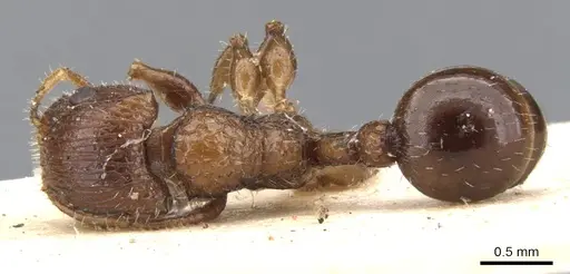 Dilobocondyla didita specimen