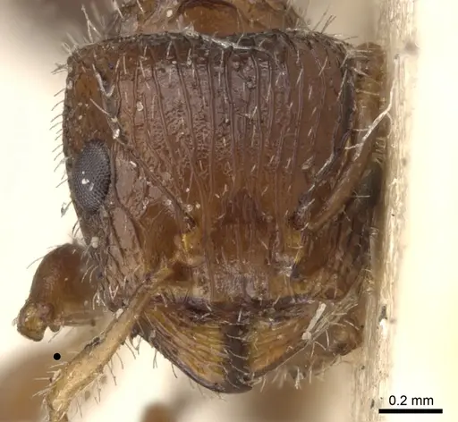 Dilobocondyla didita specimen