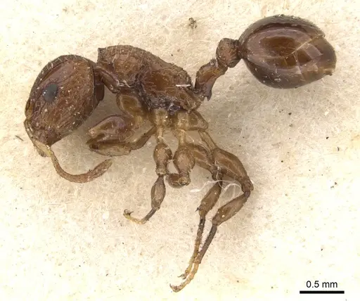 Dilobocondyla didita specimen