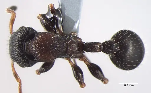 Dilobocondyla eguchii specimen