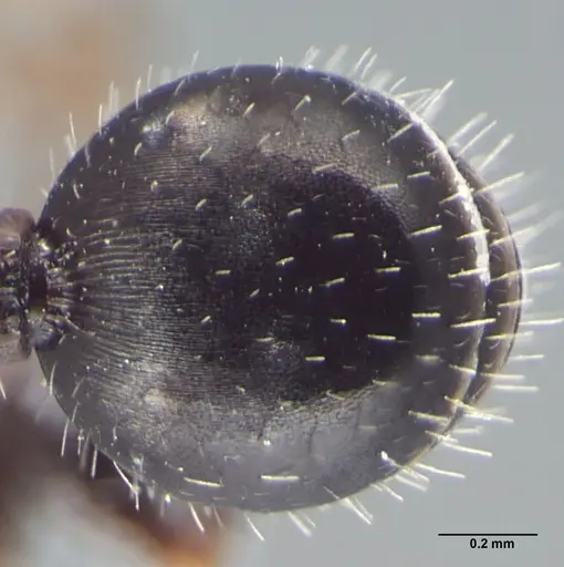 Dilobocondyla eguchii specimen