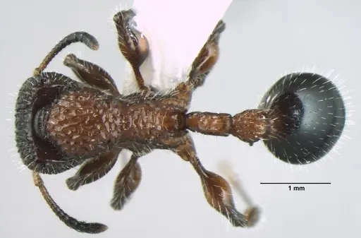Dilobocondyla fouqueti specimen
