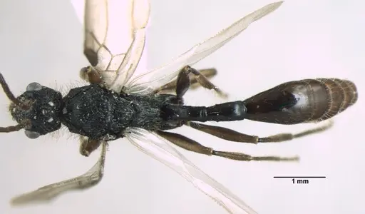 Dilobocondyla fouqueti - ANTWEB1008033
