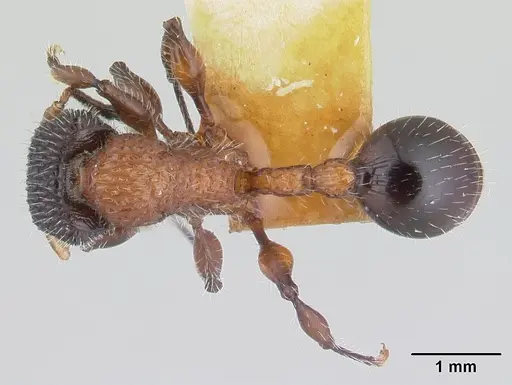 Dilobocondyla fouqueti - CASENT0178565