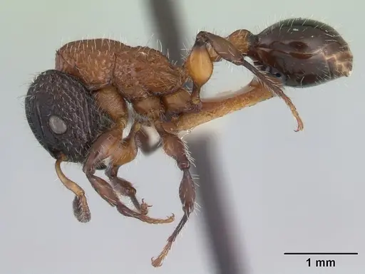 Dilobocondyla fouqueti - CASENT0178565