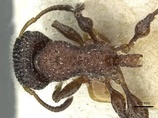 Dilobocondyla fouqueti - CASENT0912885