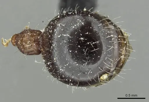 Dilobocondyla fouqueti - CASENT0912885