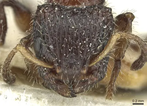 Dilobocondyla fouqueti - CASENT0912885