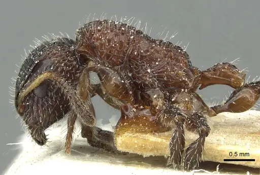 Dilobocondyla fouqueti - CASENT0912885