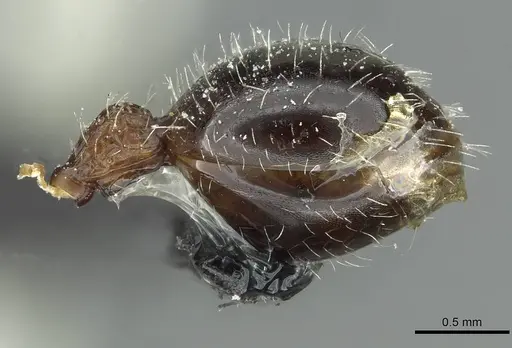 Dilobocondyla fouqueti - CASENT0912885