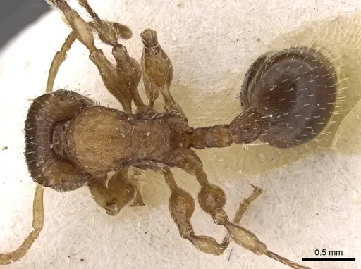 Dilobocondyla fulva specimen