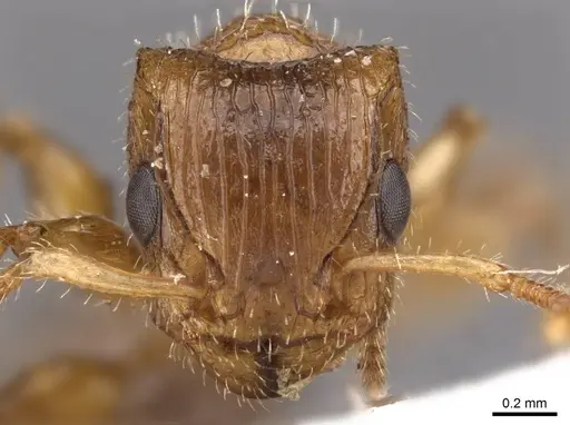 Dilobocondyla fulva specimen