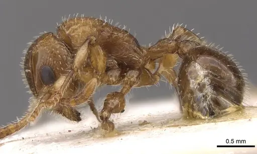 Dilobocondyla fulva specimen