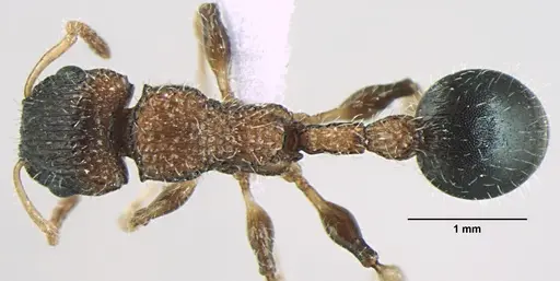 Dilobocondyla gaoyureni specimen