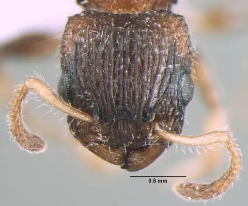 Dilobocondyla gaoyureni specimen