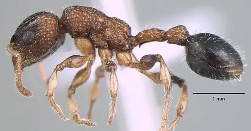 Dilobocondyla gaoyureni specimen