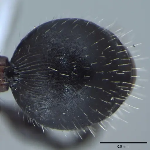 Dilobocondyla gasteroreticulata specimen