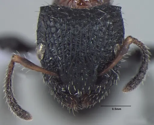 Dilobocondyla gasteroreticulata specimen