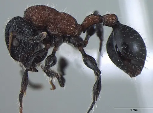 Dilobocondyla gasteroreticulata - ANTWEB1008027