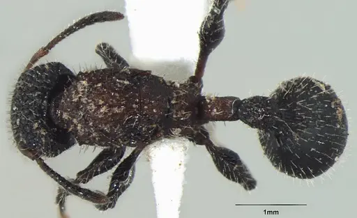 Dilobocondyla gasteroreticulata - ANTWEB1008028