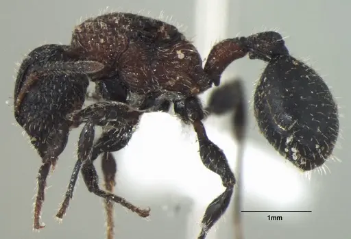 Dilobocondyla gasteroreticulata - ANTWEB1008028