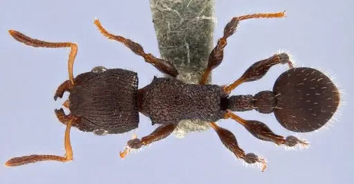 Dilobocondyla oswini specimen