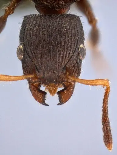 Dilobocondyla oswini specimen