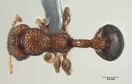 Dilobocondyla propotriangulata specimen