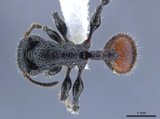 Dilobocondyla rufida specimen