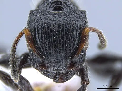 Dilobocondyla rufida specimen