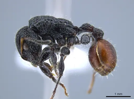 Dilobocondyla rufida specimen