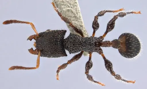 Dilobocondyla rugosa specimen