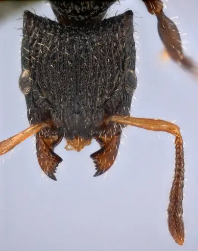 Dilobocondyla rugosa specimen