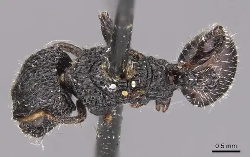 Dilobocondyla selebensis specimen