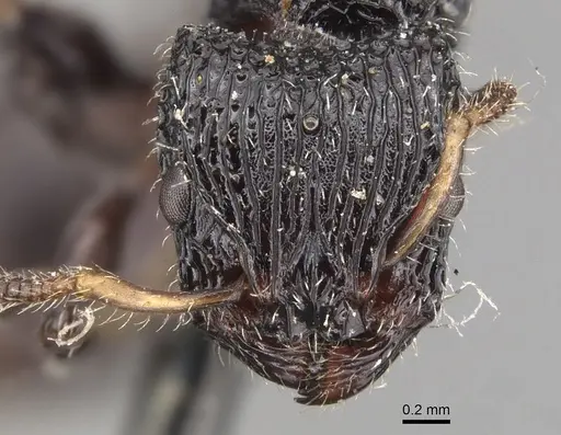 Dilobocondyla selebensis specimen